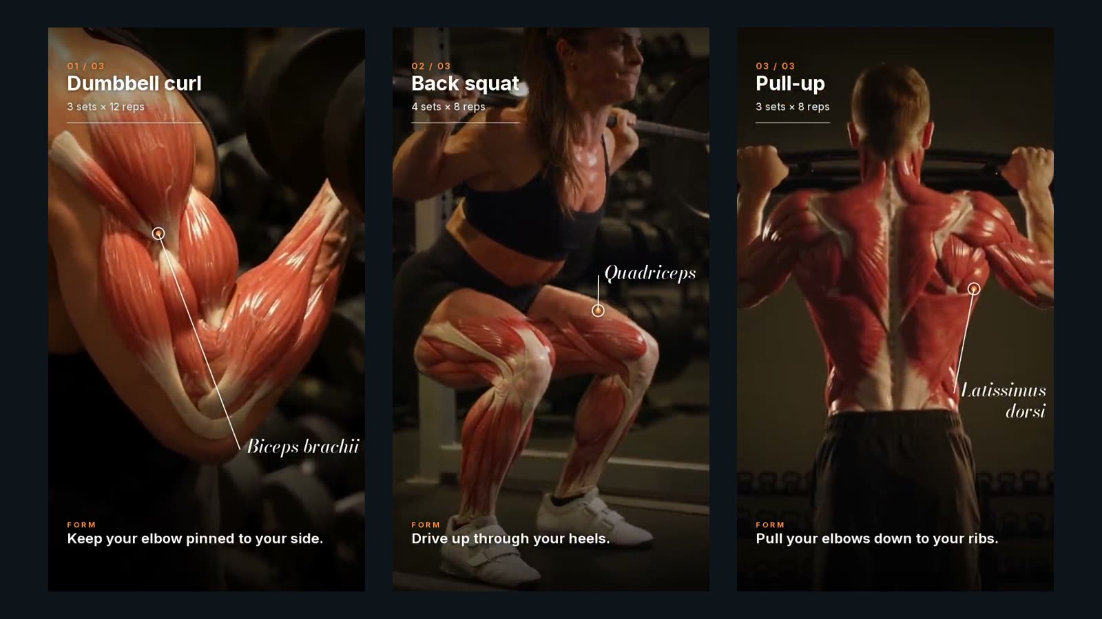 Three frames from a Vidova gym edit side by side: a dumbbell curl with the biceps shown, a back squat with the quadriceps shown and a pull-up with the back muscles shown. Each frame has the sets, the reps and a form tip.